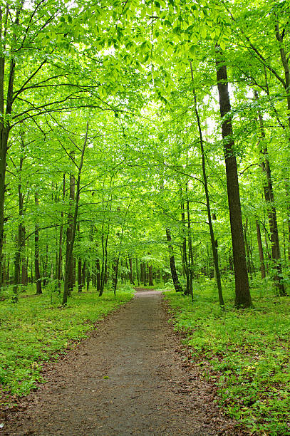 Green Medical Center forest background